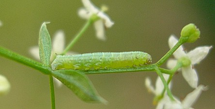 Fully fed first instar larva of Hyles gallii, Oland, Sweden. Photo: © Tony Pittaway.