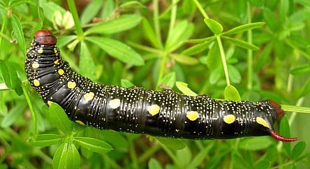 Final instar black form larva of Hyles gallii, Oland, Sweden. Photo: © Tony Pittaway.