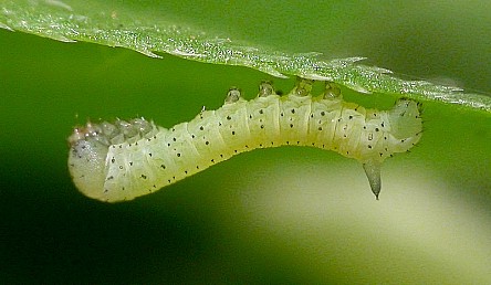 Newly hatched first instar larva of Hyles gallii, France. Photo: © Mark Boddington.