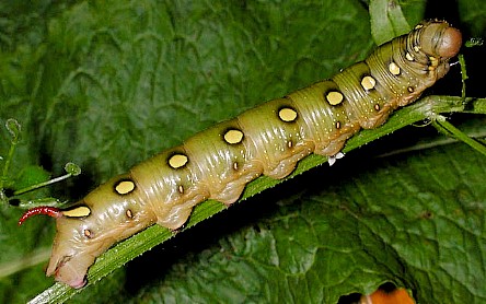 Final instar olive form larva of Hyles gallii, France. Photo: © Mark Boddington.