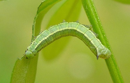 Second instar larva of Hyles gallii, Oland, Sweden. Photo: © Tony Pittaway.