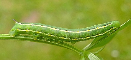 Third instar larva (green form) of Hyles gallii, Oland, Sweden. Photo: © Tony Pittaway.