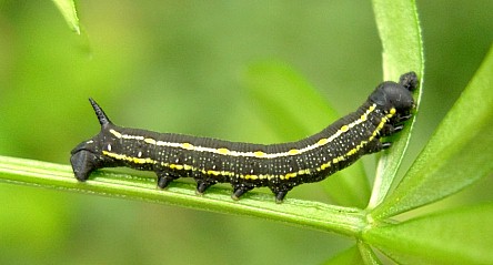 Third instar larva (dark form) of Hyles gallii, Oland, Sweden. Photo: © Tony Pittaway.