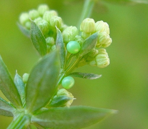 Eggs of Hyles gallii, Oland, Sweden. Photo: © Tony Pittaway