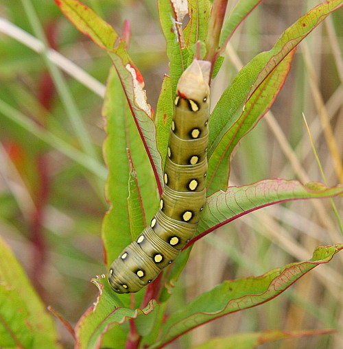 Final instar olive form larva of Hyles gallii on Epilobium angustifolium, Northumberland, England. Photo: © Vats Jaros.