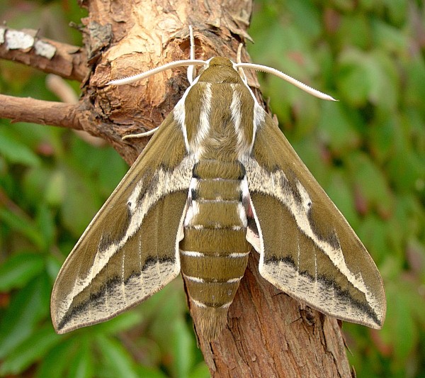 Male Hyles tithymali gecki, Madeira. Photo: © Tony Pittaway.