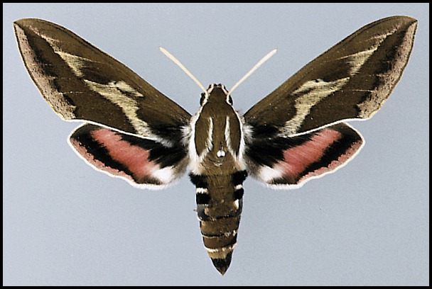 Adult Hyles tithymali gecki, Madeira Island.