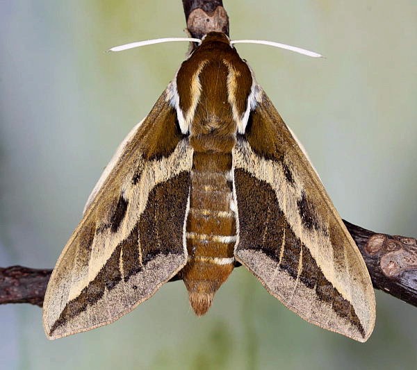 Female Hyles tithymali gecki, Madeira. Photo: © Jean Haxaire.