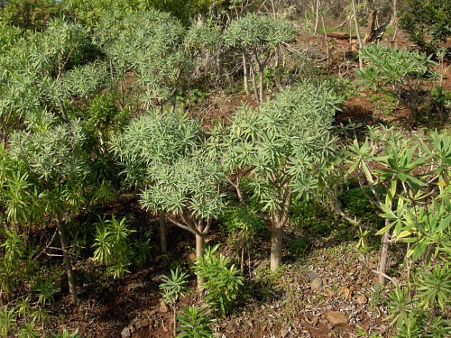 Euphorbia piscatoria, Madeira. Photo: © Tony Pittaway.