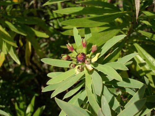 Euphorbia piscatoria, Madeira. Photo: © Tony Pittaway.