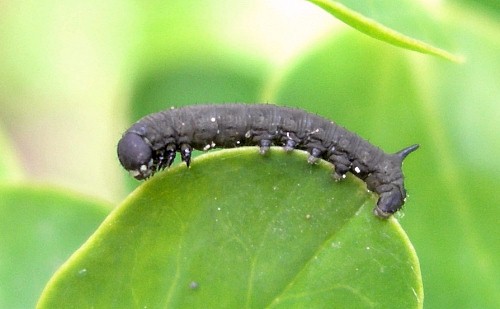 Unfed first instar larva of Hyles tithymali gecki, Madeira. Photo: © Tony Pittaway.