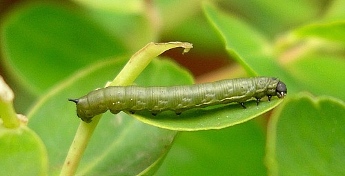 Full-grown first instar larva of Hyles tithymali gecki, Madeira. Photo: © Tony Pittaway.