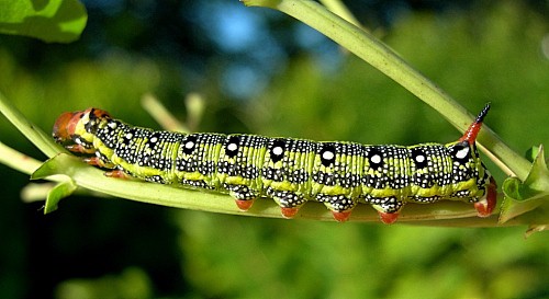 Third instar larva of Hyles tithymali gecki, Madeira. Photo: © Tony Pittaway.