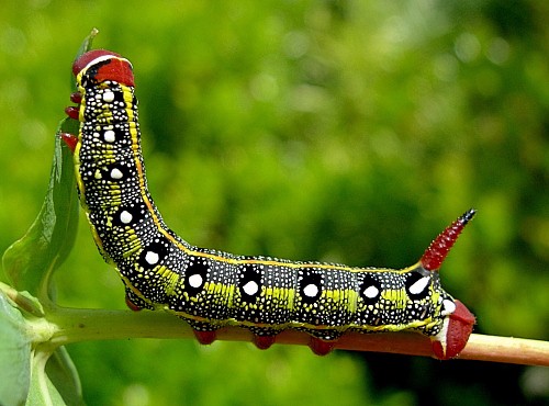 Fourth instar larva of Hyles tithymali gecki, Madeira. Photo: © Tony Pittaway.