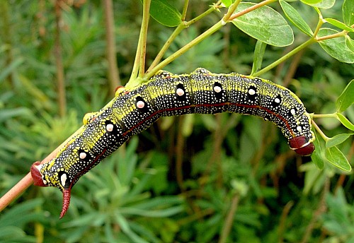 Final instar larva of Hyles tithymali gecki, Madeira. Photo: © Tony Pittaway.