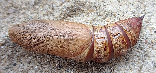 Pupa of Hyles tithymali gecki, Funchal, Madeira. Photo: © Pascal Rgnier.