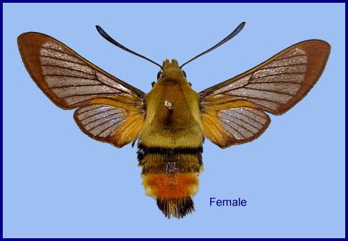 Hemaris galunae with pre-flight wing scales, Mardin Province, E Turkey. Photo: © Richard Evans.