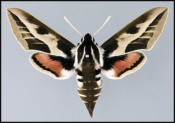 Female of Hyles tithymali himyarensis, Dhufar, Yemen.