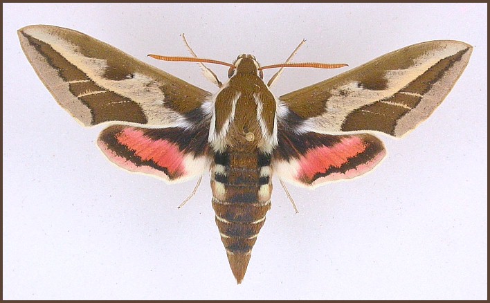 Male of Hyles tithymali himyarensis, Yemen. Photo: © Pascal Régnier.