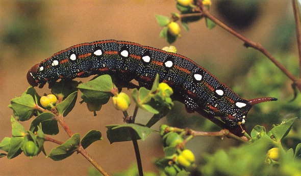 Full-grown larva of Hyles tithymali himyarensis. Photo: © Jan Meerman.