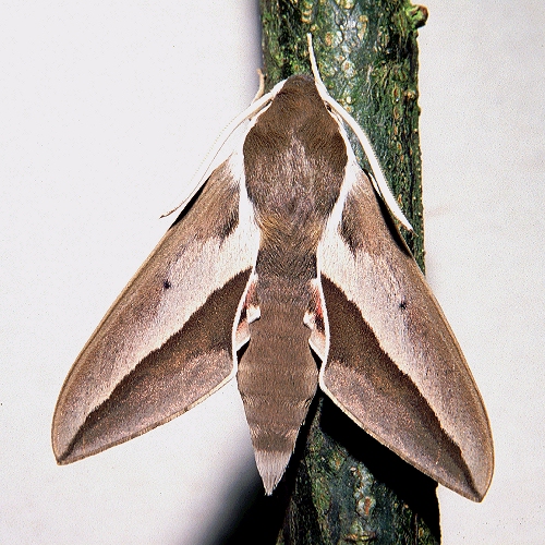 Male Hyles hippophaes hippophaes, Le Puy Sainte Reparade, Durance River, France.