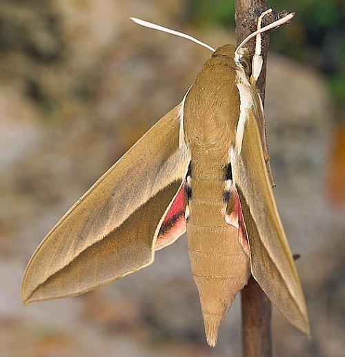 Male Hyles hippophaes bienerti, Tarkhankut, Crimea, Ukraine. Photo: © Nickolai Ivshin.