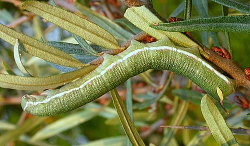 Full-grown larva of Hyles hippophaes hippophaes on Hippophae rhamnoides, southern France. Photo: © Jean Haxaire.