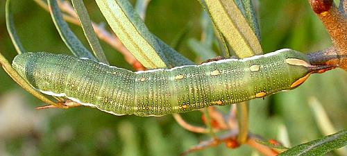 Full-grown larva of Hyles hippophaes hippophaes on Hippophae rhamnoides, southern France. Photo: © Jean Haxaire.