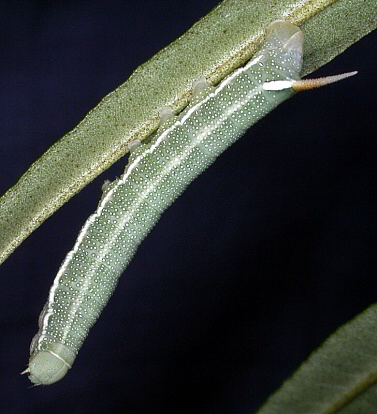 Fourth-instar larva Hyles hippophaes bienerti, Crimea, Ukraine. Photo: © Mark Boddington.