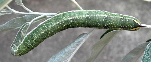 Full-grown larva Hyles hippophaes bienerti, Crimea, Ukraine. Photo: © Tony Pittaway.