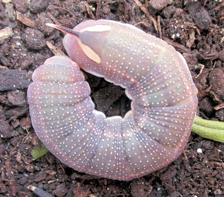 Pre-pupation larva Hyles hippophaes bienerti, Crimea, Ukraine. Photo: © Pascal Rgnier.