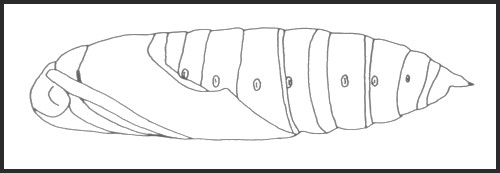 Pupa of Hyles hippophaes hippophaes, France. Image: © Tony Pittaway.