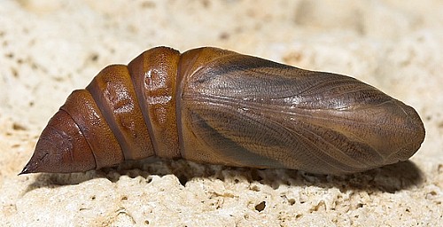 Pupa of Hyles hippophaes bienerti, Tarkhankut, Crimea, Ukraine. Photo: © Nickolai Ivshin.