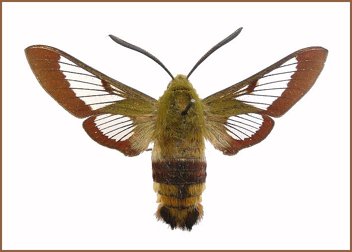 Adult male Hemaris fuciformis jordani, Ras-el-Ma, Morocco. Photo: © Tony Pittaway, NHMUK.