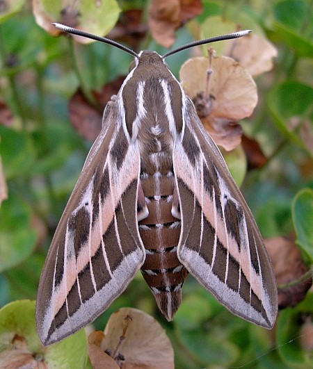 Male Hyles livornica, France. Photo: © Tony Pittaway.