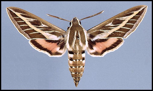 Striped hawk-moth: Hyles livornica - A birthday sphinx (Sphingidae) 