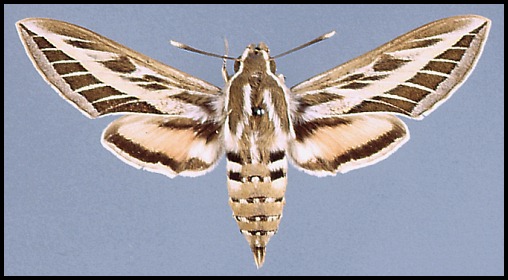 Female Hyles livornica f. saharae, Egypt.