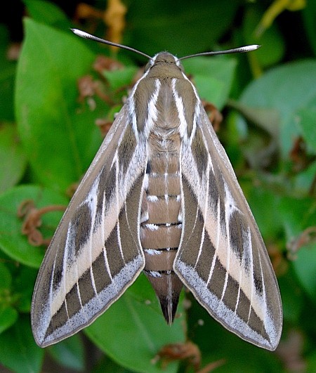 Female Hyles livornica, France. Photo: © Tony Pittaway.