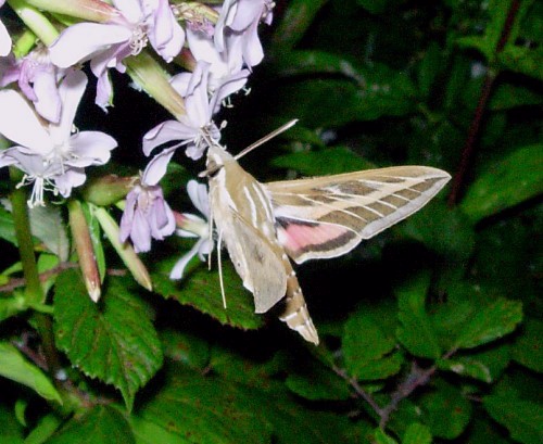 Adult Hyles livornica feeding from soapwort (Saponaria), Catalonia, Spain. Photo: © Ben Trott.