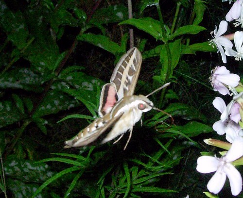 Adult Hyles livornica feeding from soapwort (Saponaria), Catalonia, Spain. Photo: © Ben Trott.