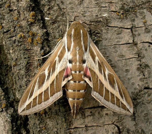 Female Hyles livornica, Tashkent, Uzbekistan, 4.v.2010. Photo: © Tony Pittaway.