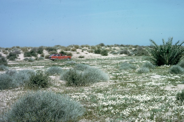 Typical desert habitat of Hyles livornica, Manifa, eastern Saudi Arabia. Photo: © Tony Pittaway.