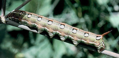Final instar eyed larval form of Hyles livornica, Saudi Arabia. Photo: © Tony Pittaway