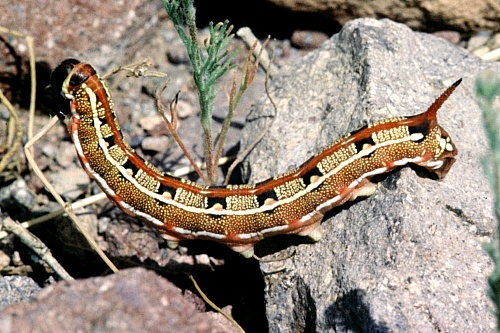 Final instar normal desert form larva of Hyles livornica, Morocco. Photo: © Tony Pittaway.