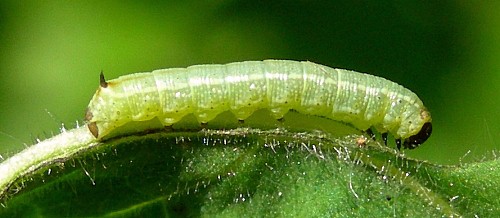 First instar larva of Hyles livornica, France. Photo: © Tony Pittaway.