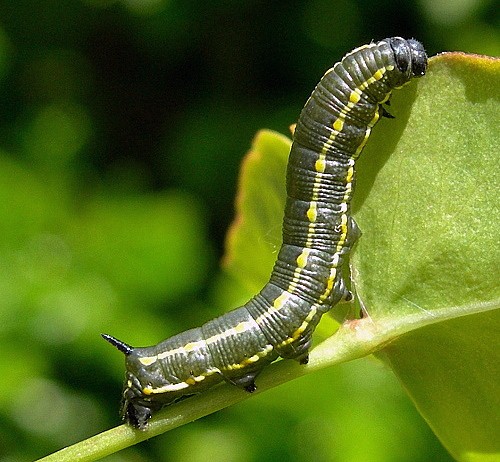 Second instar larva of Hyles livornica, France. Photo: © Tony Pittaway.