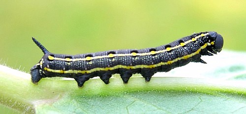 Third instar larva of Hyles livornica, France. Photo: © Tony Pittaway.