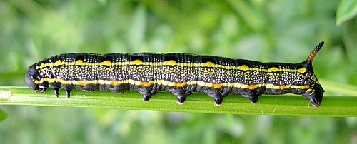 Fourth instar larva of Hyles livornica, France. Photo: © Tony Pittaway.