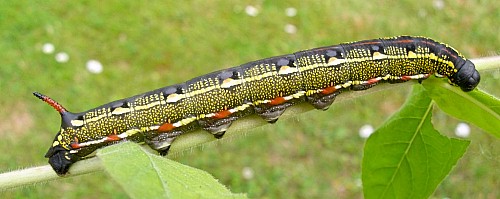 Final instar normal european form larva of Hyles livornica, France. Photo: © Tony Pittaway.