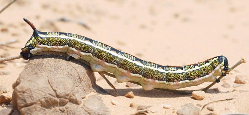 Final instar normal desert form larva of Hyles livornica, Tunisia. Photo: © Jean-Michel Bompar.